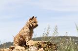 CAIRN TERRIER 145
